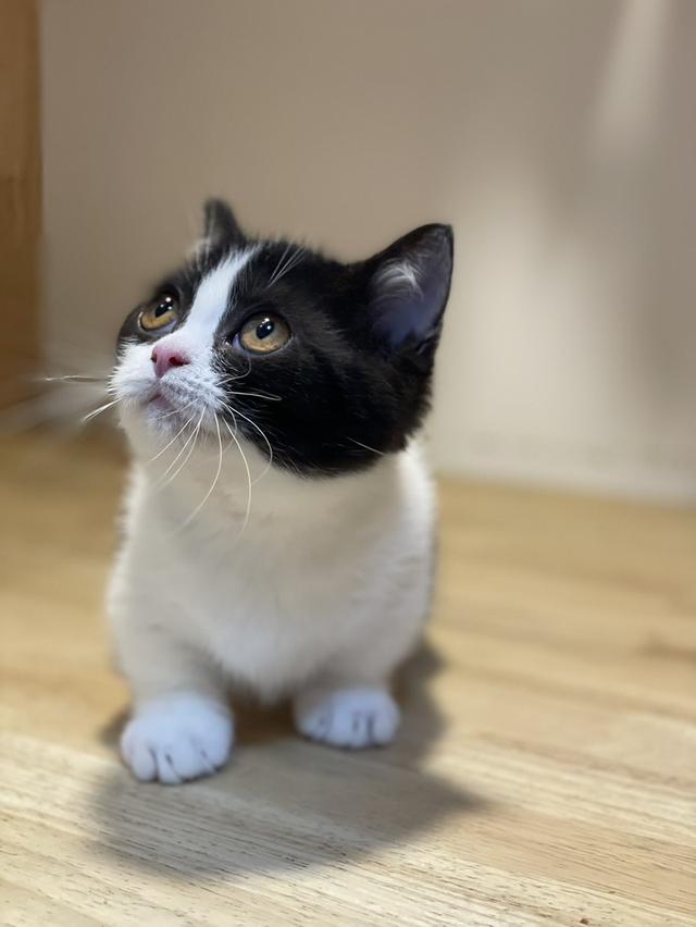 ลูกแมวมันช์กิ้น ขาสั้น และขาปกติ รูปที่ 14