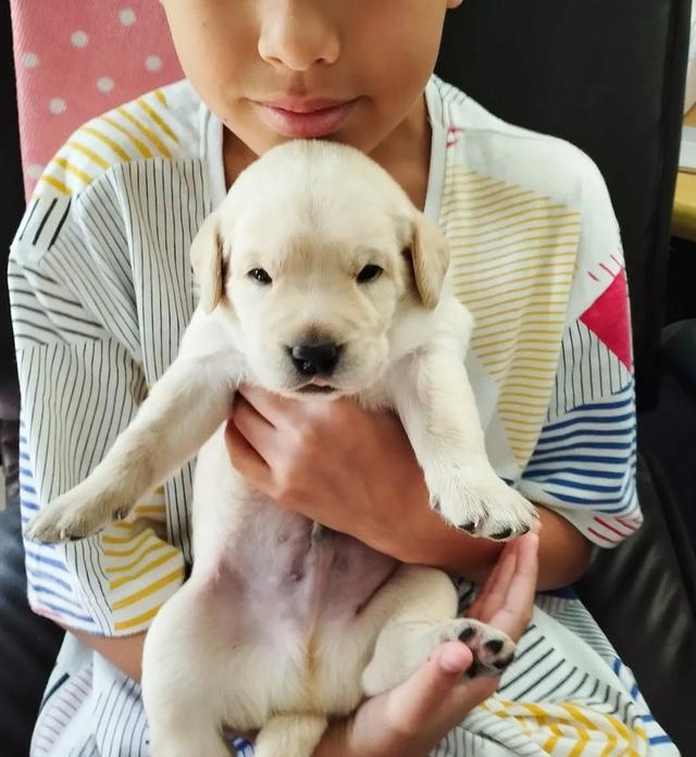 Labrador พันธุ์แท้ ฉลาดแสนรู้มาก