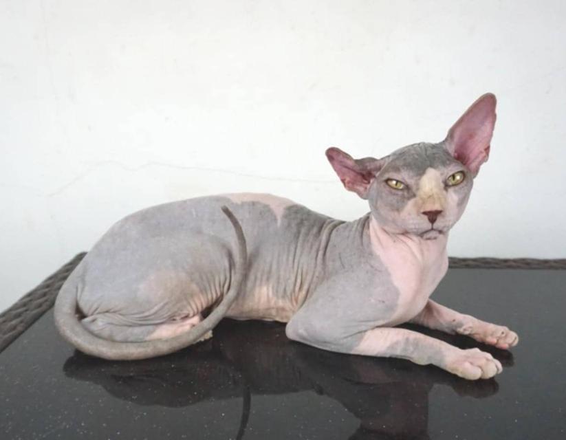 13.แมวสฟิงซ์/เพศผู้ หาบ้าน Sphynx Cat/Male looking for a new home 4