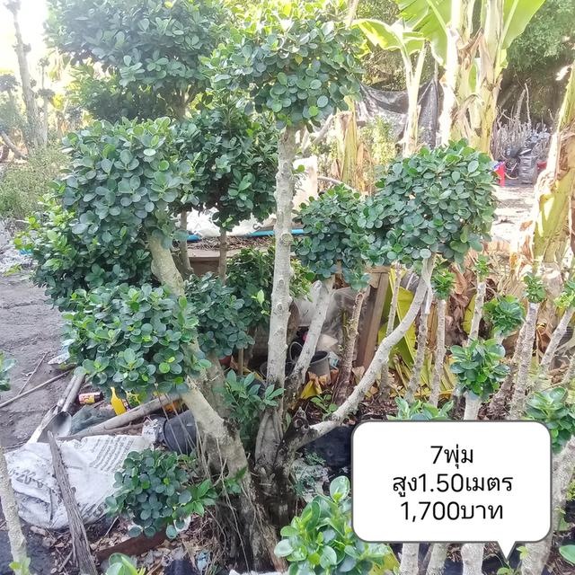 ไทรต่อยอดช้อนเงินช้อนทอง รูปที่ 15