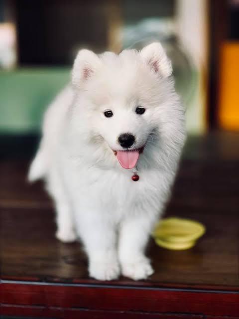 สุนัขสายพันธุ์ซามอยด์ (Samoyed) 3