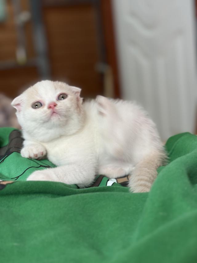 ลูกแมวสก๊อตติชโฟลด์ พร้อมย้ายบ้านวันที่ 30/03/2569 รูปที่ 13