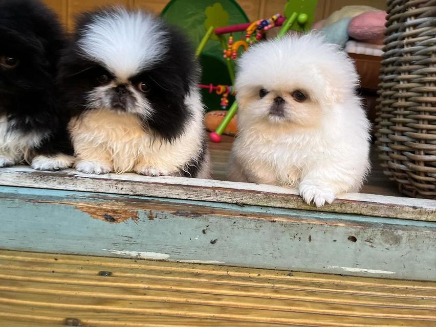 Pekingese Puppies Available รูปที่ 3