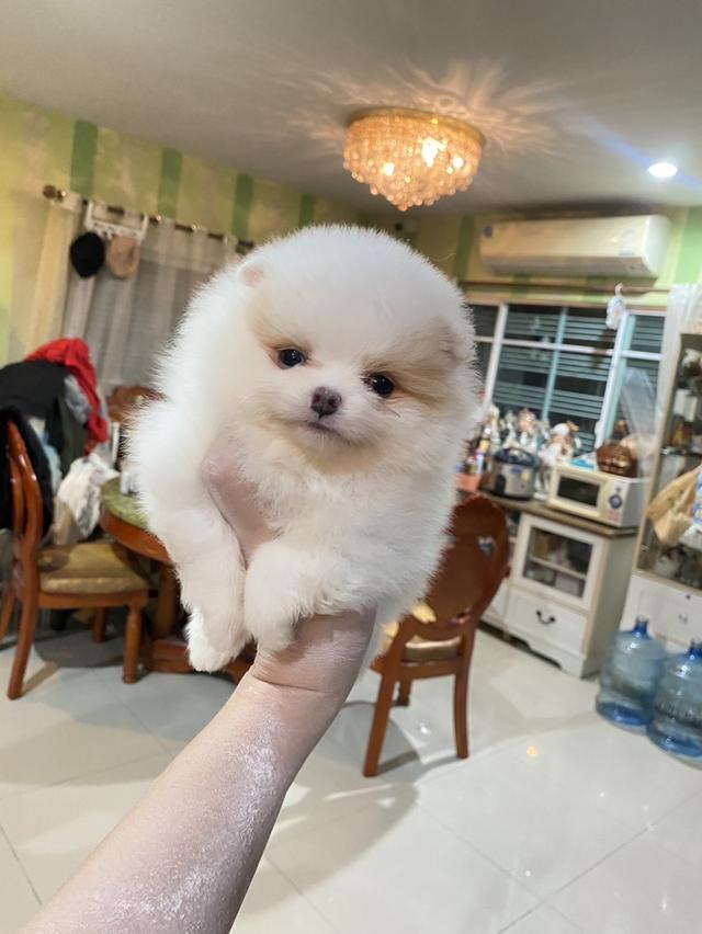 ลูกปอมแท้ อายุ2เดือน มาดูตัวจริงได้ มีบริการจัดส่ง