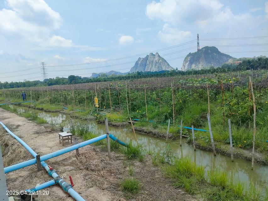 ที่ดินทำสวนฝรั่ง จ.ราชบุรี 15