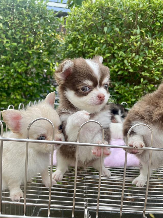 ลูกสุนัขชิวาว่า