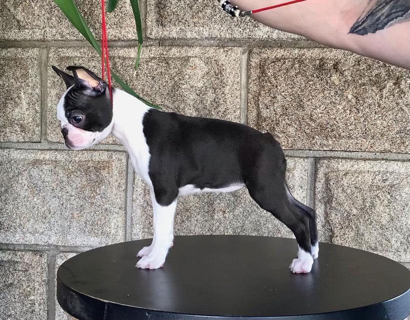 Boston Terrier Puppies For New Homes รูปที่ 2