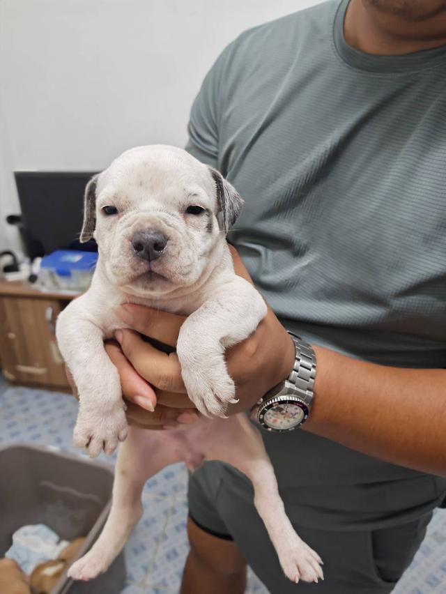 American bully3,500-5,500฿ อเมริกันบูลลี่สายพันธุ์แท้ราคาไม่แรง🏡p'tigerขอนแก่น 3,500-5,500฿