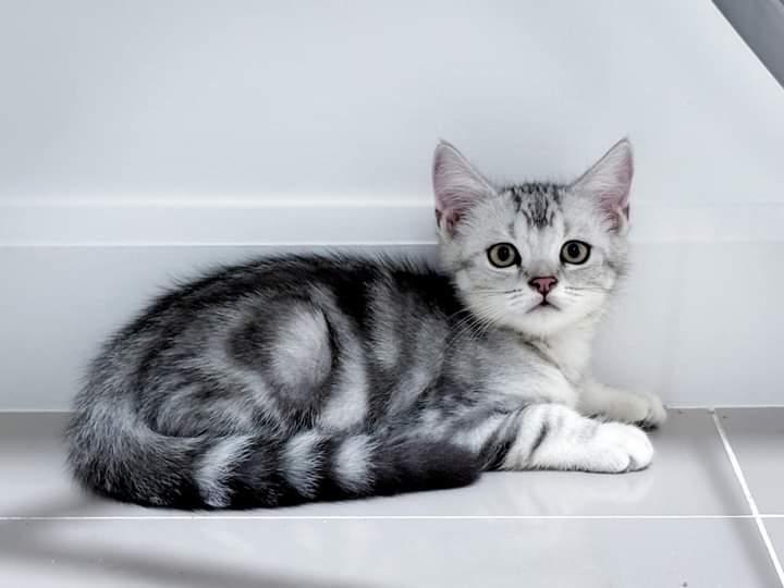 american shorthair 1