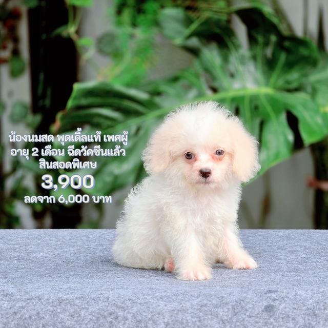 พุดเดิ้ลแท้เพศผู้