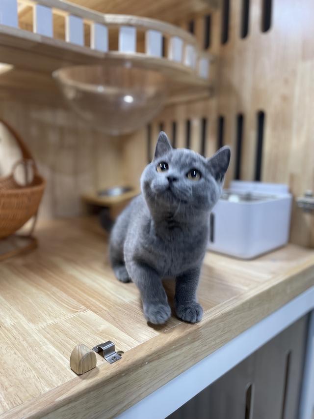 แมวมันช์กิ้นขายาวเพศชาย 6