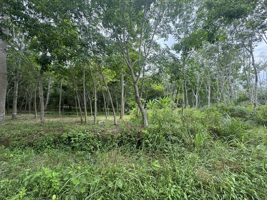 ขายที่ดินขาเข้าขาออกภูเก็ต โคกลอย 2