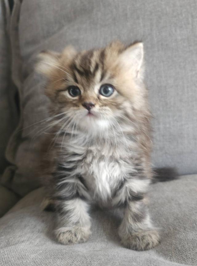 สก็อตติชโฟลด์ ปุ้กลุ้กจัง