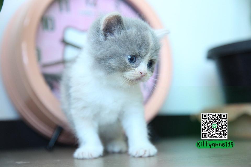 แมวหิมาลายันบริติชแท้ 10