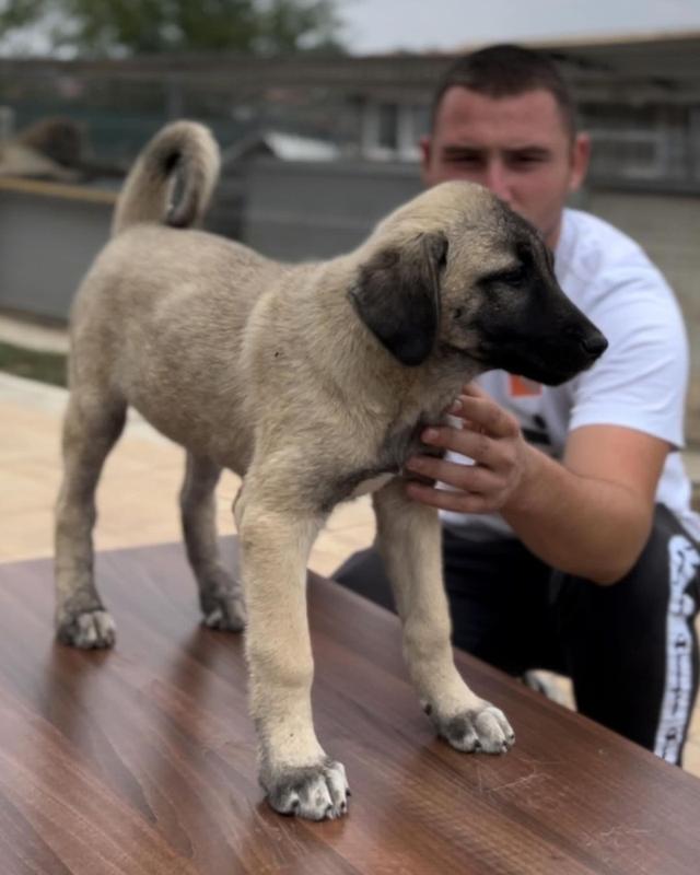 Kangal Dogs and Puppies for sale 4