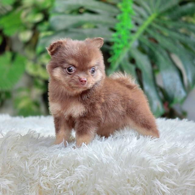 ชิวาวาแท้ ขนยาวสีช็อค เพศผู้