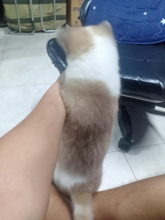 ลูกหมาบางแก้ว เพศเมีย 8