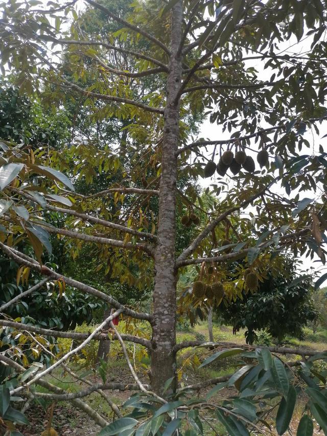 ขายสวนทุเรียน7ไร่กว่า ไร่ละ9แสนบาท ต.มะขาม อ.มะขาม จันทบุรี  2