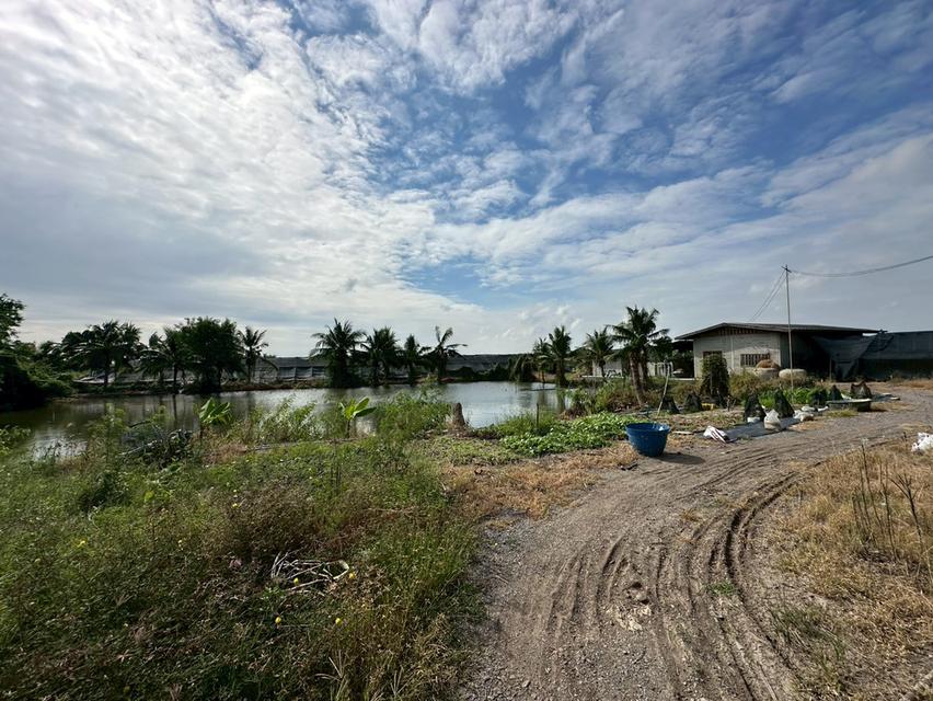 ขายที่ดิน อ.บางเลน เนื้อที่ 45ไร่ 1งาน 176ตร.ว พร้อมสวนกล้วยไม้ 5