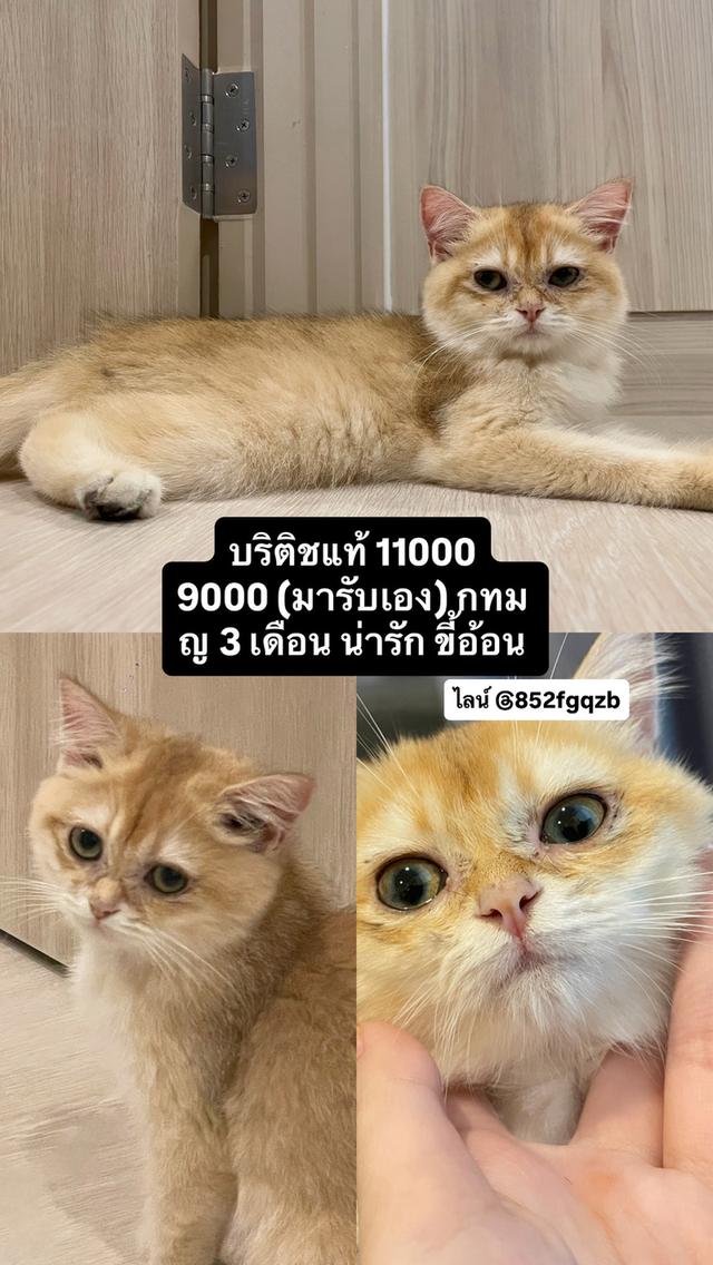 บริติชช็อตแฮร์ ญ 3 ด. พร้อมย้าย