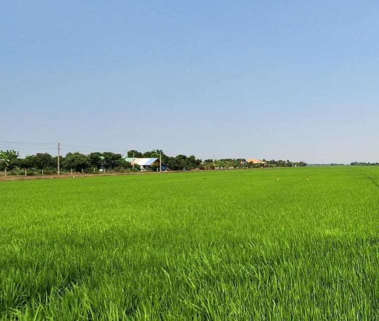 ขายที่ดินคลองนครเนื่องเขต 45 ไร่ ติดคลองติดถนนคอนกรีต ใกล้ตลาดปองพล-5กม. อ.เมืองฉะเชิงเทรา 4