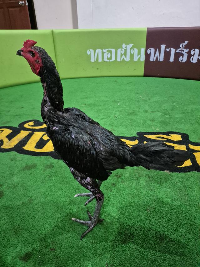 ไก่สายเลือดดีราคามิตร