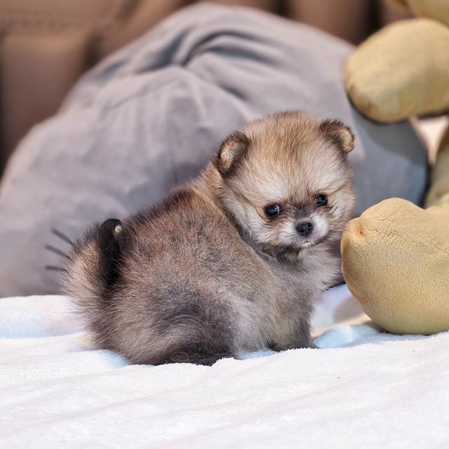 ปอมทีคัพน้องชามมี่เพศหญิงสาวน้อยน่ารักมาก 3