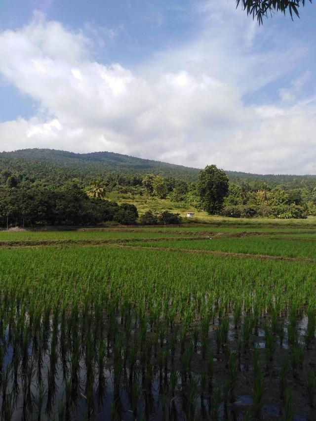 ที่นาวิวสวยไปแถวจอมทอง ติดถนน 2 ด้าน ขายเพียงไร่ละ 350,000 บาท ตารางวาละ 875 บาท 5