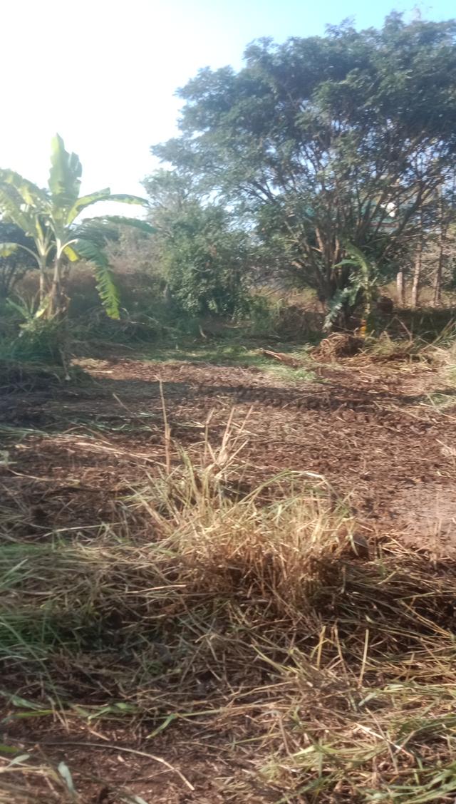 ที่ดินแปลงเล็กเหมาะทำการค้า ร้านขายต้นไม้ ร้านอาหารสัตว์ หรือวัสดุก่อสร้าง ก็ดี หรือจะเช่าระยะยาว ราคาไม่แรง 3