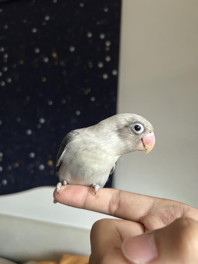 นกแก้วเลิฟเบิด  เชื่อง รูปที่ 1