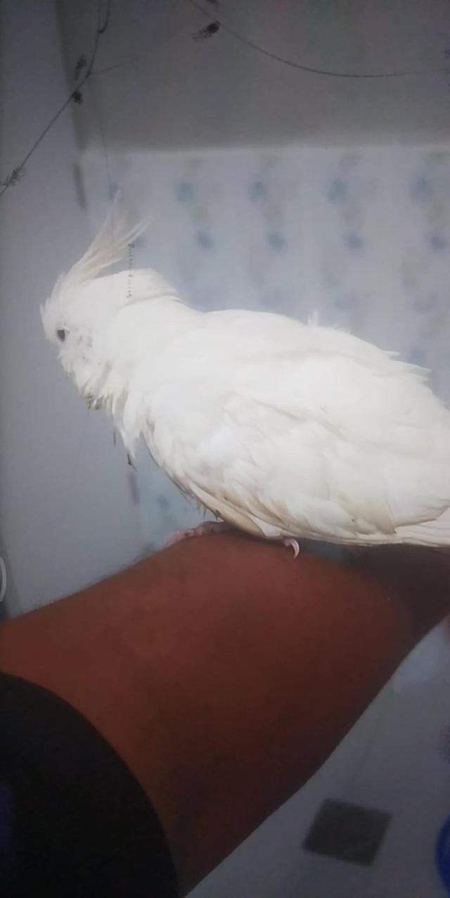 นกเเก้วค๊อกคาเทลสีขาว