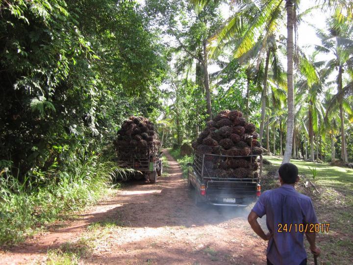 ขายสวนปาล์มสวนยาง โฉนด 25 ไร่ สะพลี ปะทิว ชุมพร 3