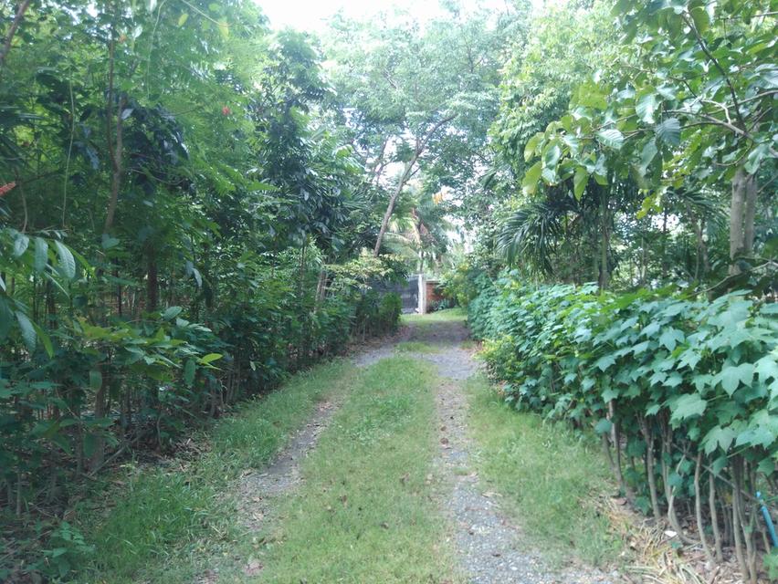 ที่ดิน 7 ไร่ มีบ่อและบ้านพร้อมอยู่ พร้อมพื้นที่ร่องสวนดั้งเดิม 4