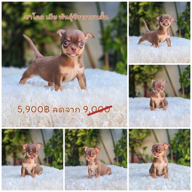 ชิวาวาแท้ขนสั้น สีช็อค เพศเมีย