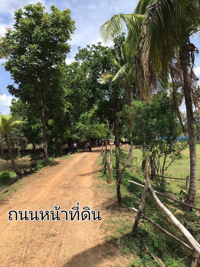 ขายที่ดิน 139 ไร่เศษต.โคกมั่งงอย อ.คอนสวรรค์ไร่ละ 9 หมื่น โฉนด