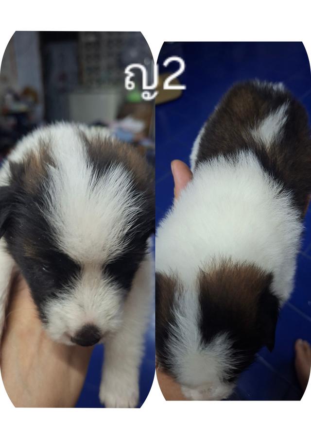 บางแก้วแท้ 100%กรุงเทพฯตลิ่งชัน 6