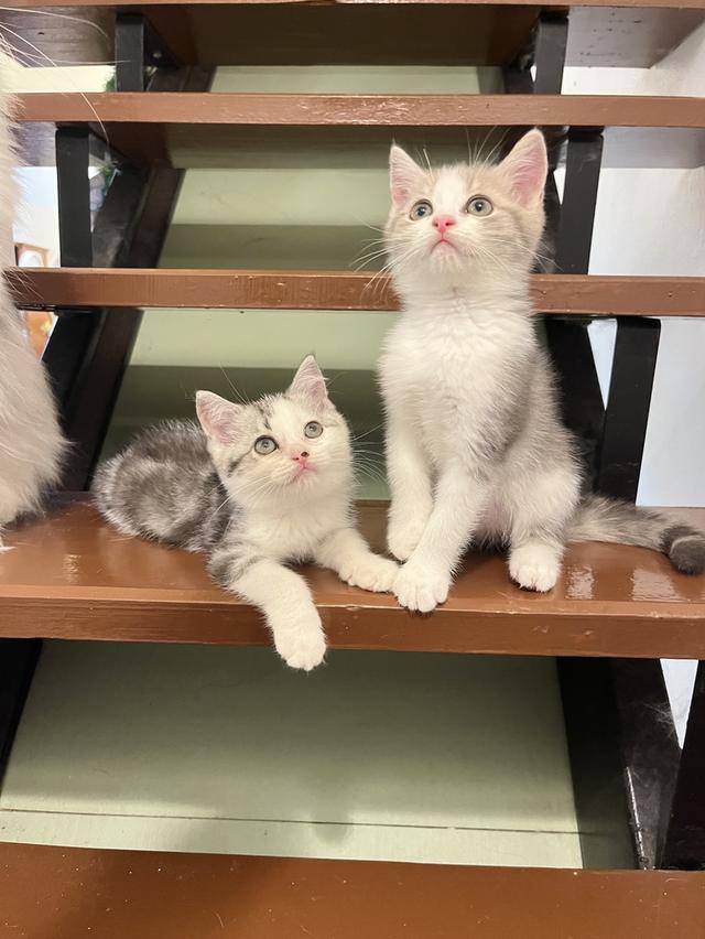 แมวสก๊อตติชโฟแท้   เด็กเด็กน่ารักมาก