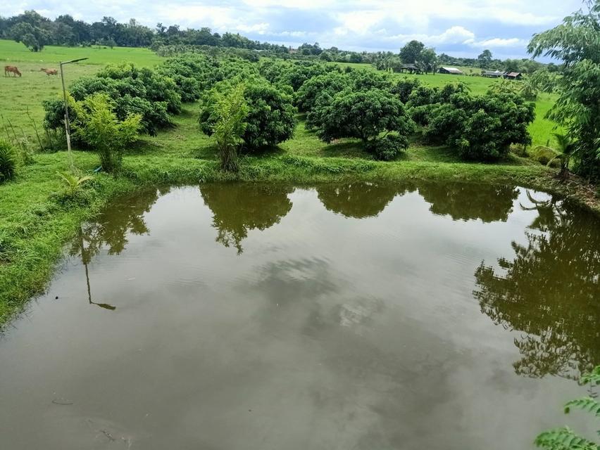 บ้านในสวนว่างให้เช่า 5