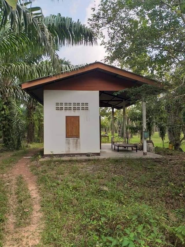 ที่ดิน สวนปาล์มน้ำมัน ต.บางน้ำจืด อ.หลังสวน จ.ชุมพร โฉนด พร้อมโอน 12