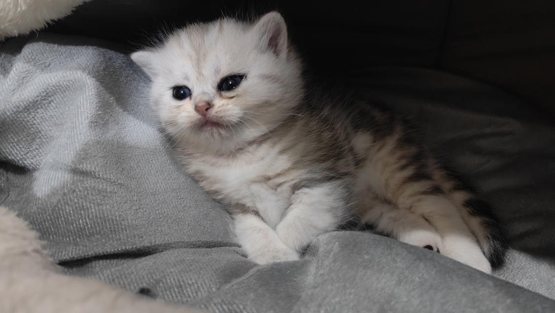 Scottish Fold (girl)
