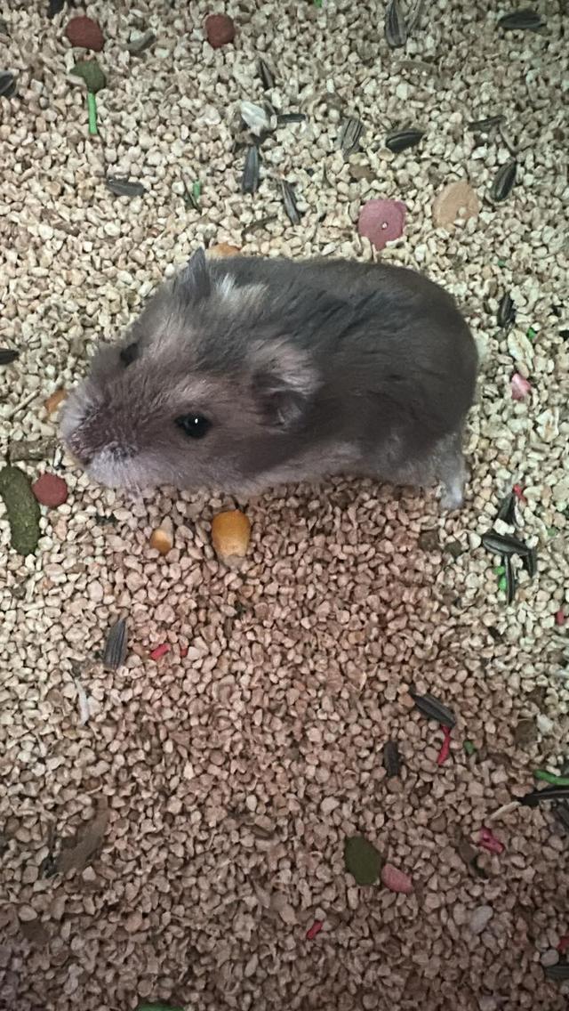 แฮมเตอรจ้าๆๆๆๆๆๆๆๆๆๆๆๆๆ