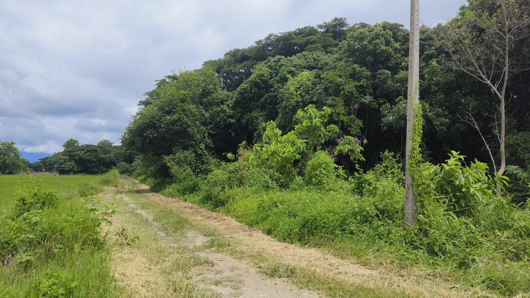 ขาย ที่ดิน ใกล้ตัวเมืองเชียงราย - 3 ไร่ ที่ดินแปลงเกษตรขายถูกทำเลดี 3