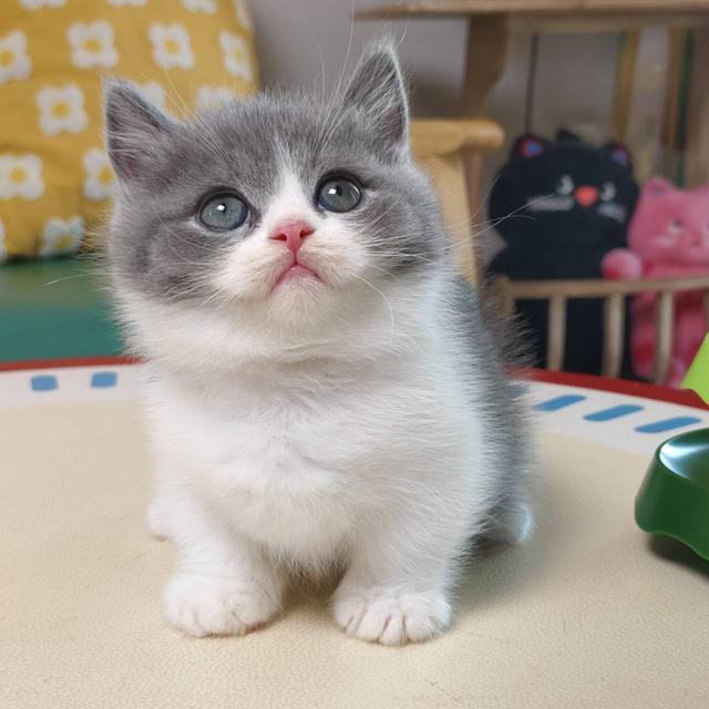 แมวมันช์กิ้น Munchkin short leg Oscat cattery chiangmai รูปที่ 5