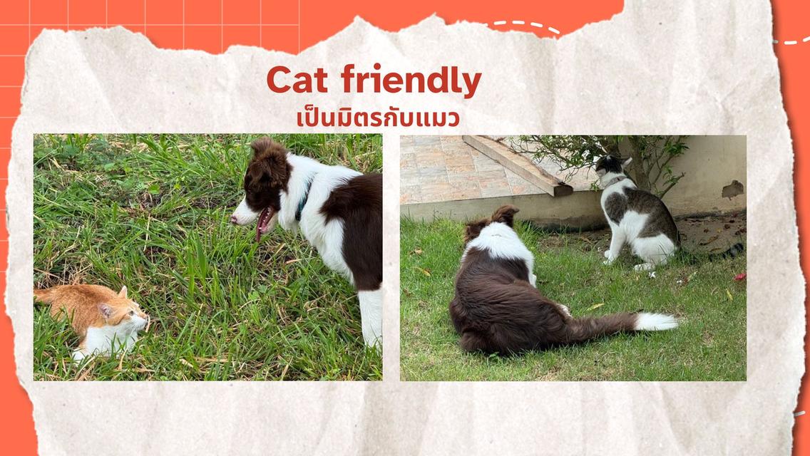 Border Collie 7 months 💕บอร์เดอร์ คอลลี่ อายุ 7 เดือน 2