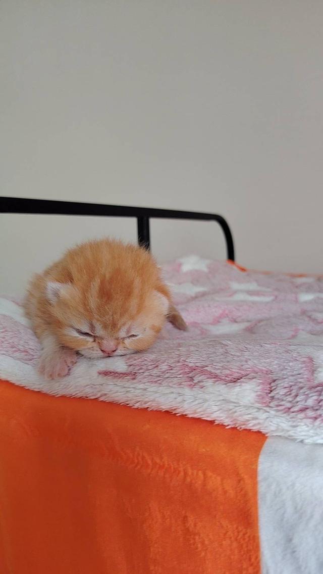 แมว EXO ติก   🔥🔥🏠🔥 แมวหน้าบี้ รูปที่ 11