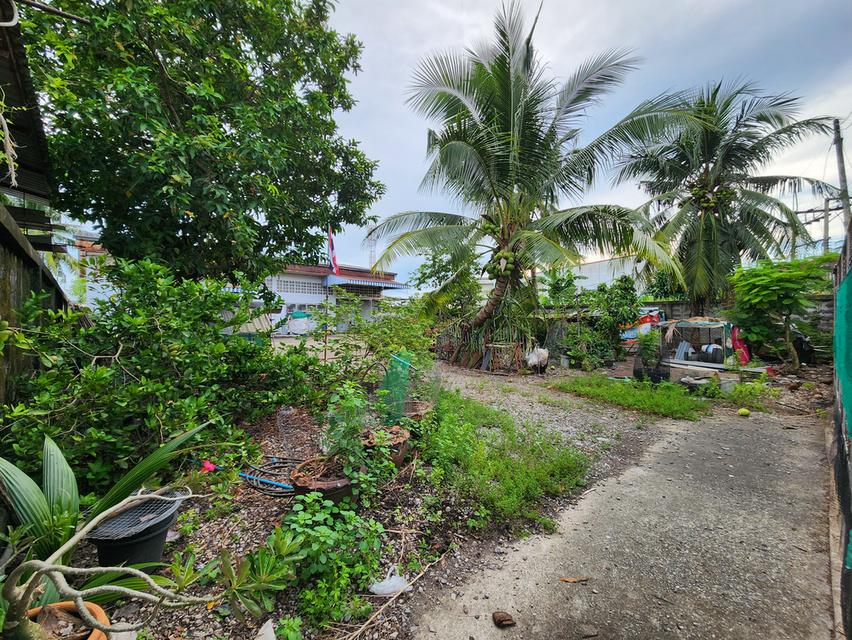 ขายด่วน ! ต่อรองได้ ที่ดินพร้อมสิ่งปลูกสร้าง 166.6 ตร.ว. อ.เมือง จ.สุราษฎร์ธานี 1