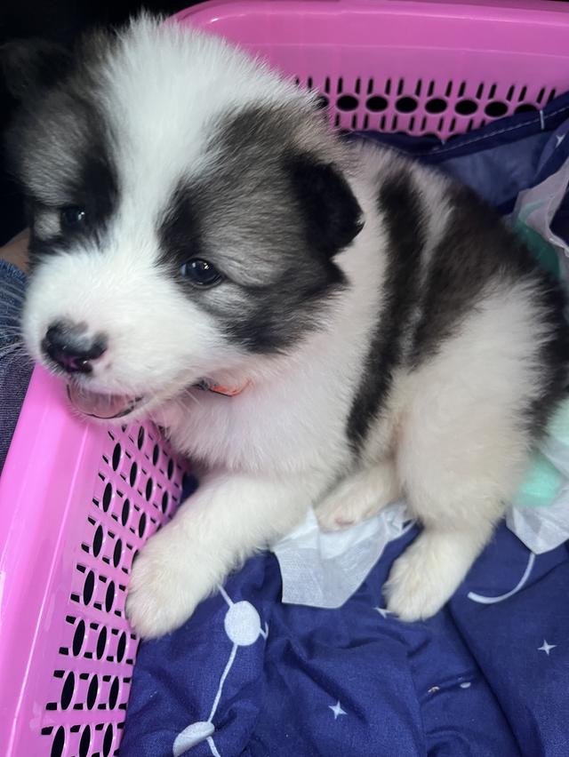 บางแก้ว พันธุ์แท้ มีใบเพดให้