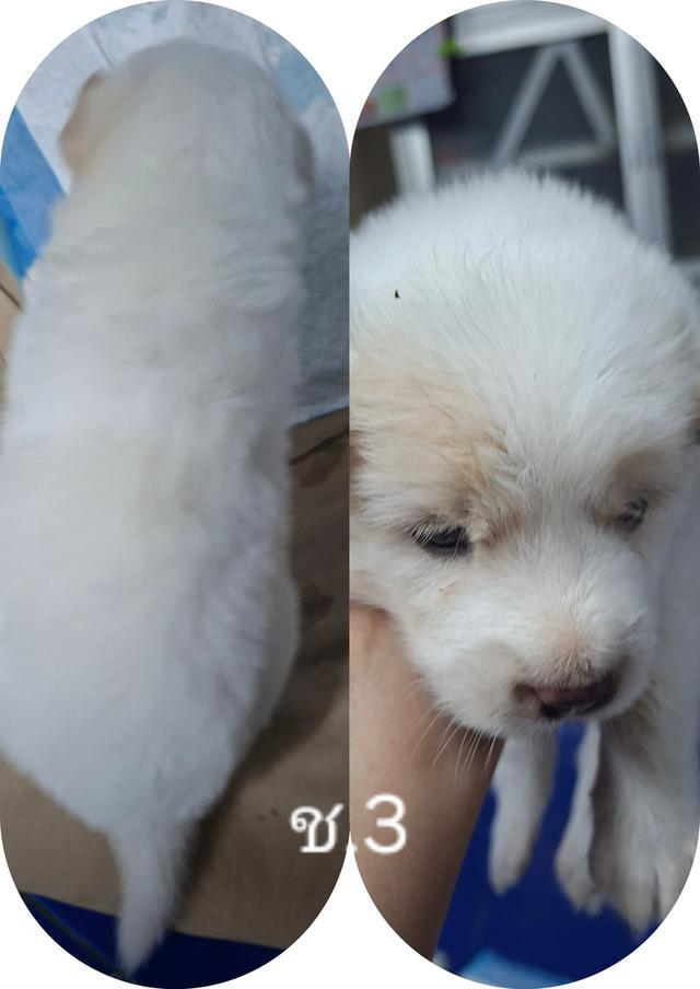 บางแก้วแท้ 100%กรุงเทพฯตลิ่งชัน