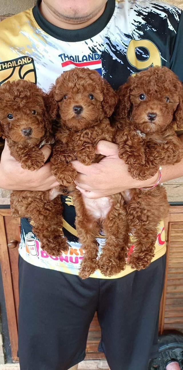Poodle puppies here for Sale