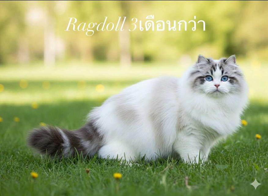 แมว Ragdoll รับนำเข้าจากต่างประเทศโดยเฉพาะมีประกันโรค